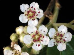 Cotoneaster ×watereri: Flowers.
 Image: D. Glenny © Landcare Research 2017 CC BY 3.0 NZ